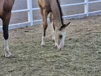 Caballo, Akhal-Teke — foto 3