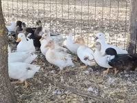 Ducks — Foto 3