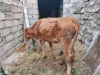 Vaca, Bovinos — foto 4
