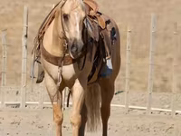 Hengst, Quarter Horse — Foto 8