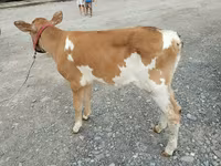 Vache, Vache rouge sans cornes — photo 2