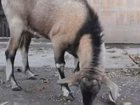 公山羊, Nubian Goat — 照片 1