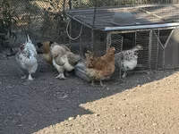 Gallina checa dorada veteada — foto 4