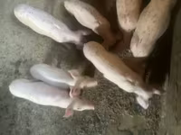 मादा सूअर, Ландрас — फ़ोटो 2