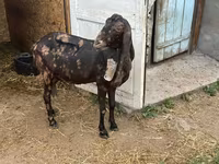 Koza, Kamori goats — zdjęcie 4