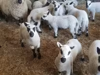 Carneiro, Cerry Hill sheep — foto 3