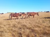 Égua, Horse breed — foto 1