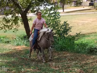 Cheval, Chevaux — photo 5
