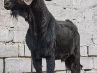 Boucs, Anatolian Black goats — photo 3