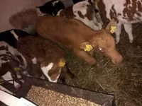 Taureau, Simmental cattle — photo 2