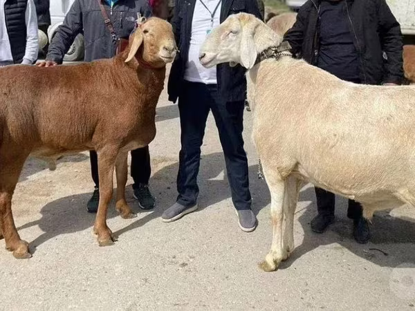 मेढ़ा, भेड़