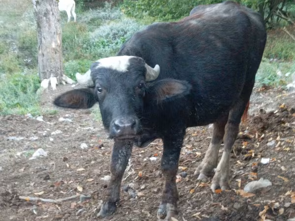 Bull, African Buffalo