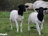 Moutons (lot, sexe non indiqué), Dorper sheep — photo 4