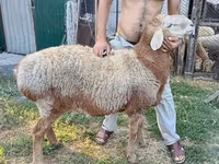 मेढ़ा, Rhon sheep — फ़ोटो 4