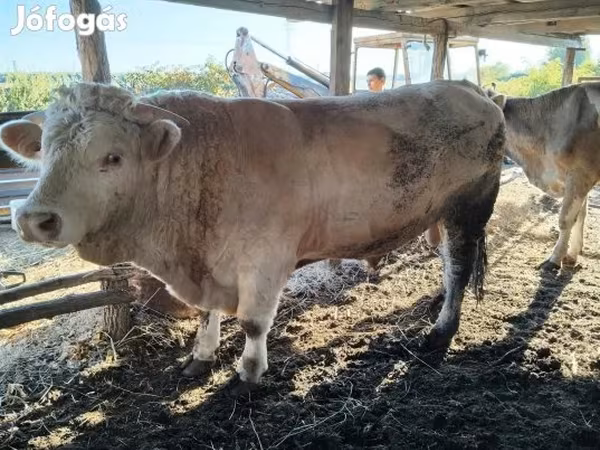 सांड, Charolais cattle