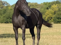 母马, Quarter Horse — 照片 4