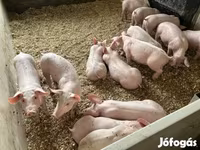 Pigs (batch, sex not specified), Pigs — photo 4