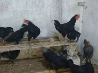 Australorp — photo 3