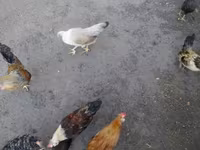 Chickens — Foto 2