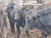 Toro, Aberdeen-Angus — foto 2