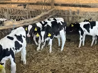 Býk, Russian Black pied cattle — foto 5