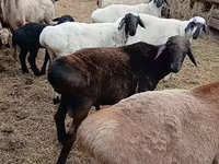Qoç, Arashan sheep — foto 1
