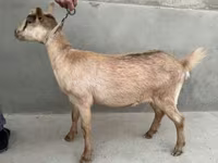 Cabra, Alpine goat — foto 5