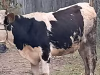 Taureau, Simmental cattle — photo 2