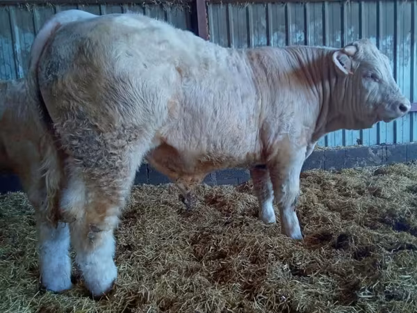 Taureau, Charolais cattle — France