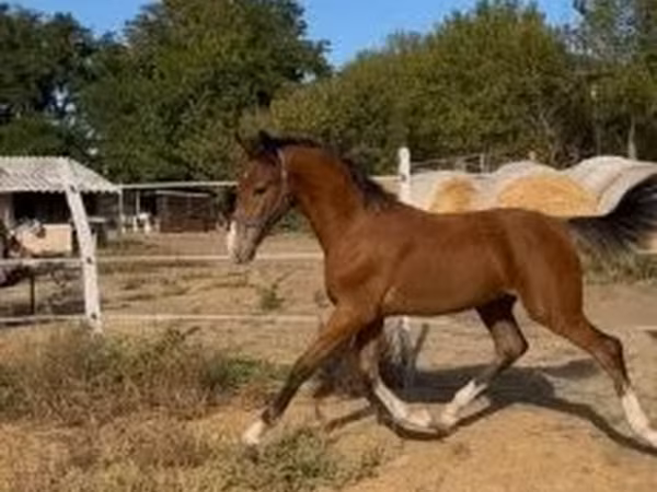 Cavalo, Dutch warmblood horse