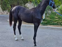 Caballo, Akhal-Teke — foto 7