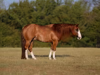 Kůň, Quarter Horse — foto 1