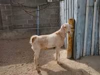 母山羊, Kamori goats — 照片 3