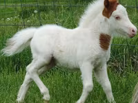 公马, Miniature horse — 照片 7