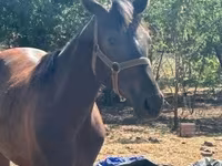 Kobyła, Nonius horse — zdjęcie 5