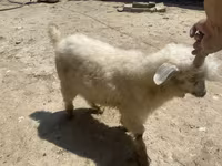 Goat, Angora goats — photo 2