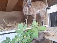Koza, Dutch Landrace goats — foto 2