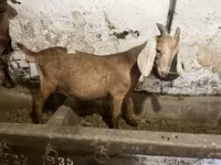 Keçi, Nubian Goat — foto 1