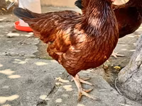 Rhode Island Red — foto 5