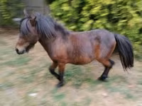 雄馬, Shetland Pony — 写真 3