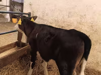 Vaca, Aberdeen-Angus — foto 2