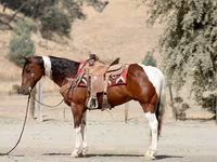 Horse (M), American paint horse — photo 5