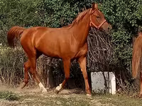 Yegua, Arabian horse — foto 1