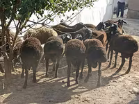 绵羊（批次，未指定性别）, Tajik sheep — 照片 1