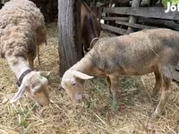 Brebis, Luzein sheep — photo 2