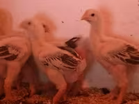 Chickens — الصورة 3