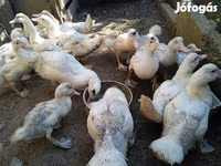 Ducks — 照片 3