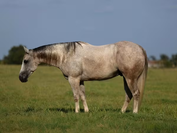 Kůň, Quarter Horse