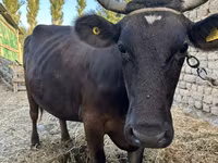 Vache, Swiss cattle — photo 3