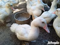 Ducks — 照片 1